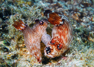Lovers
Nikon D200, 60 micro, twin strobo
Gili trawalgan... by Marchione Giacomo 